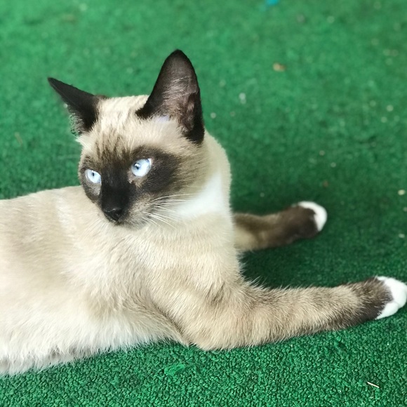 Hi. I’m Koda. I’m 1 year old now - Picture 6 of 14